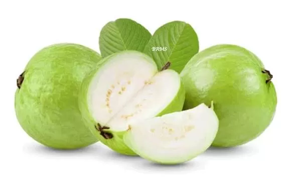 Jambu Kristal